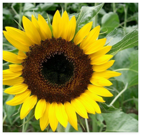 Black Oil Sunflower Seeds for Planting Giant Sunflowers