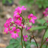 Oxalis lasiandra Bulbs | Palm Tree Oxalis, Mexican Shamrock, Magenta Blooms for Containers & Borders