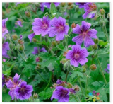 Cranesbill Geranium Seeds for Garden