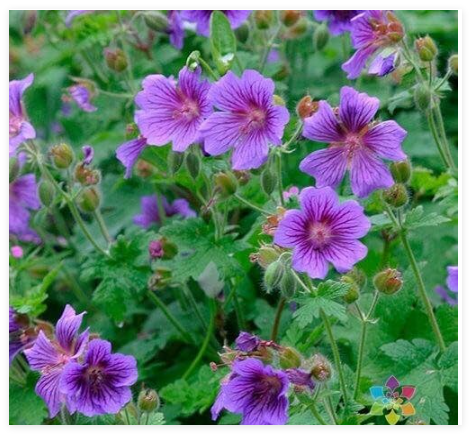 Cranesbill Geranium Seeds for Garden