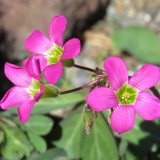 Oxalis lasiandra Bulbs | Palm Tree Oxalis, Mexican Shamrock, Magenta Blooms for Containers & Borders