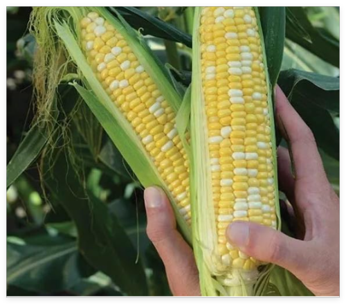 Peaches and Cream Sweet Corn Seeds - - Heirloom - Non GMO - Fresh