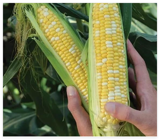 Peaches and Cream Sweet Corn Seeds - - Heirloom - Non GMO - Fresh