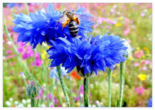 Dwarf Blue Bachelor Button Cornflower Seeds Deer Resistant Cut Dried Flowers