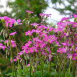 Oxalis lasiandra Bulbs | Palm Tree Oxalis, Mexican Shamrock, Magenta Blooms for Containers & Borders