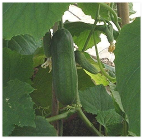 Iznik F1 Hybrid Cucumber Seeds