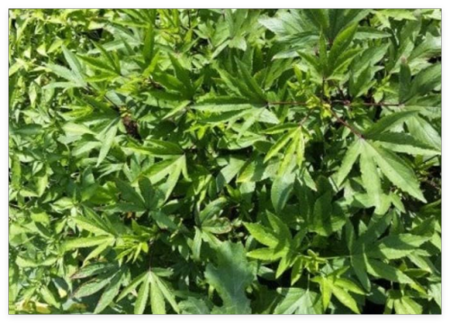 Roselle/Gongura/Hibiscus sabdariffa Seeds