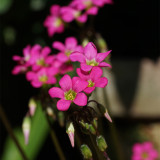Oxalis lasiandra Bulbs | Palm Tree Oxalis, Mexican Shamrock, Magenta Blooms for Containers & Borders