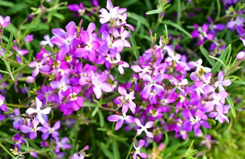 Evening Scented (Night) Stock Matthiola Flower Seeds Bulk, Lilac-Pink Mix