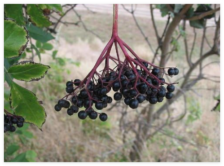 Elderberry, Black Elderberry Tree Berry Seeds