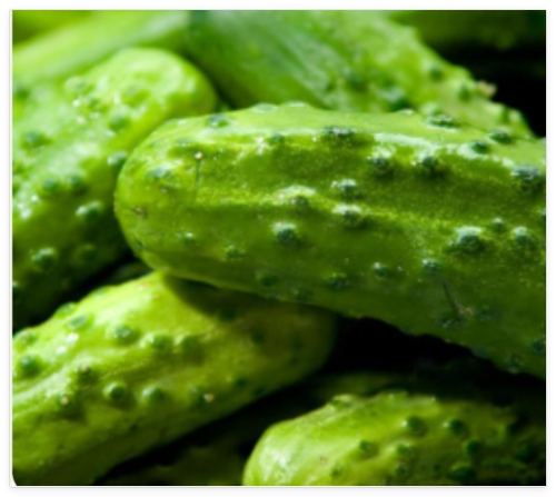 National Pickling Cucumber Seeds Fresh Seeds