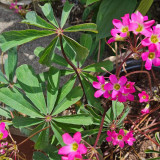 Oxalis lasiandra Bulbs | Palm Tree Oxalis, Mexican Shamrock, Magenta Blooms for Containers & Borders