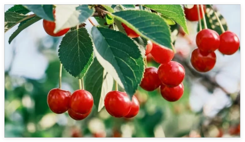 Evans Cherry Seeds for Garden Planting