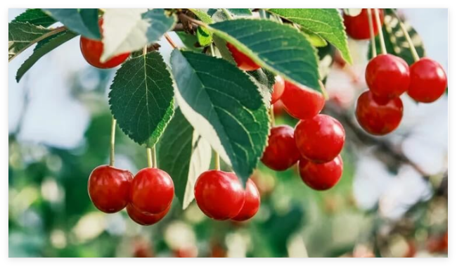 Evans Cherry Seeds for Garden Planting