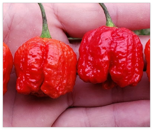 Dragon's Breath Superhot Pepper Seeds - Non-GMO Organic Superhot Pepper