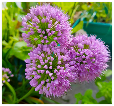 Seeds, Allium Hybrid Millenium