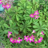 Oxalis lasiandra Bulbs | Palm Tree Oxalis, Mexican Shamrock, Magenta Blooms for Containers & Borders
