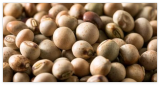 Pigeon Pea Seeds, Grown, Gandules, Organic, Heirloom Seeds,Non-GMO