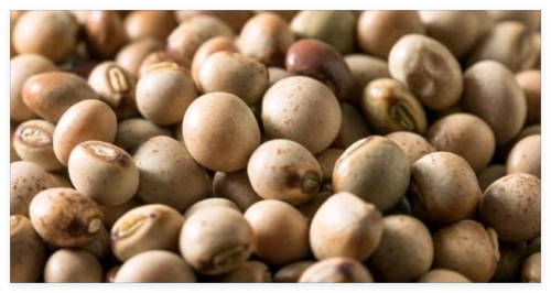 Pigeon Pea Seeds, Grown, Gandules, Organic, Heirloom Seeds,Non-GMO