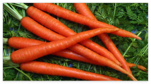 Scarlet Nantes Carrot Seeds, Coreless, Non-GMO