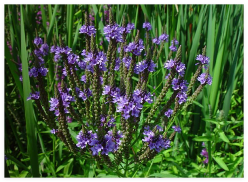 Vervain Blue Flower Perennial Swamp Vervain Seeds