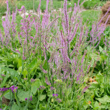 Limonium suworowii 'Pink Pokers' | Easy Grow Annual | Dense Floret Clusters for Fresh or Dried Arrangements