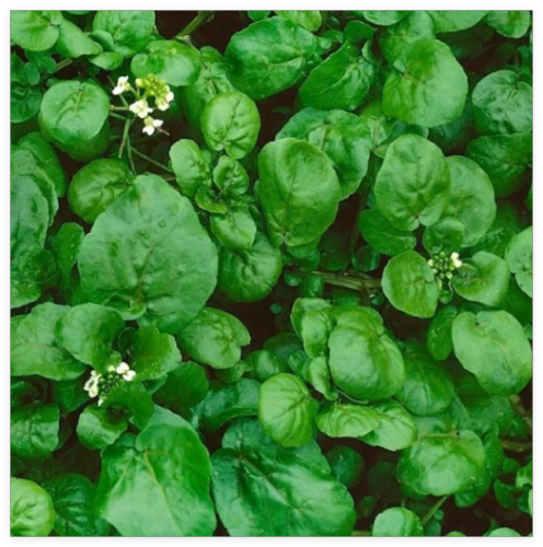 1200+ Watercress Seeds Organic Non-GMO Fresh True Cress