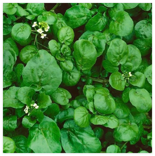 1200+ Watercress Seeds Organic Non-GMO Fresh True Cress