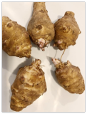 Jerusalem Artichokes Sunchokes Sunroot Wild Sunflower Tubers