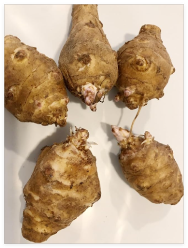 Jerusalem Artichokes Sunchokes Sunroot Wild Sunflower Tubers