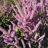Limonium suworowii 'Pink Pokers' | Easy Grow Annual | Dense Floret Clusters for Fresh or Dried Arrangements