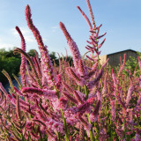 Limonium suworowii 'Pink Pokers' | Easy Grow Annual | Dense Floret Clusters for Fresh or Dried Arrangements