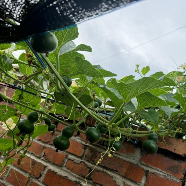 Dark Green Gourd Seeds – Rare Wenwan Ornamental Plant, Easy to Grow, Suitable for Gardening Cultivation & Display