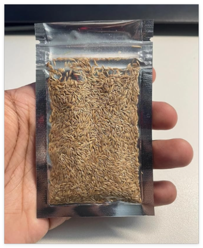 Zoysia Grass Seed, Over 1000 Pieces Per Bag, Ideal for Lawn Yard Growth
