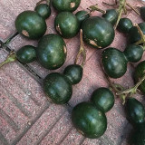 Dark Green Gourd Seeds – Rare Wenwan Ornamental Plant, Easy to Grow, Suitable for Gardening Cultivation & Display