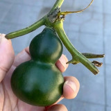 Dark Green Gourd Seeds – Rare Wenwan Ornamental Plant, Easy to Grow, Suitable for Gardening Cultivation & Display