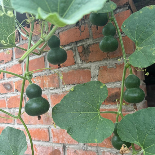 Dark Green Gourd Seeds – Rare Wenwan Ornamental Plant, Easy to Grow, Suitable for Gardening Cultivation & Display