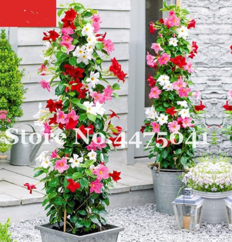Climbing Mandevilla Sanderi Dipladenia Sanderi Flower Seed Perennial Flower Pot Plants Home Garden Courtyard Decor - (Color: p)
