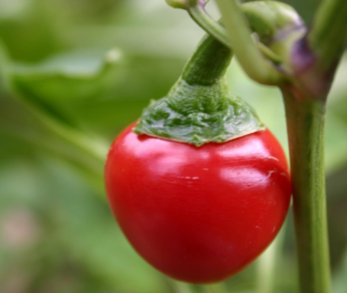 South African Sweet piquante Peppa-Dew Pepper Seed