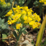 Mountain Alyssum Seeds | Fragrant Pale Yellow Flowers, Low-Maintenance Perennial Ground Cover for Courtyard & Garden Path