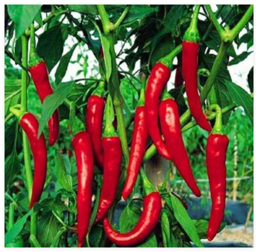 Gochugaru Korean Chili Pepper Seeds / Hot/Spicy/Asian Cuisine