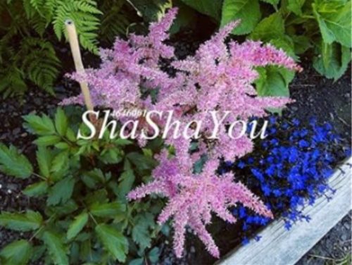 Astilbe Bonsai, Exotic Beautiful Potted Flower Flores, Seed Plantas for Home & Garden Chinese Astilbe Tree - (Color: 14)
