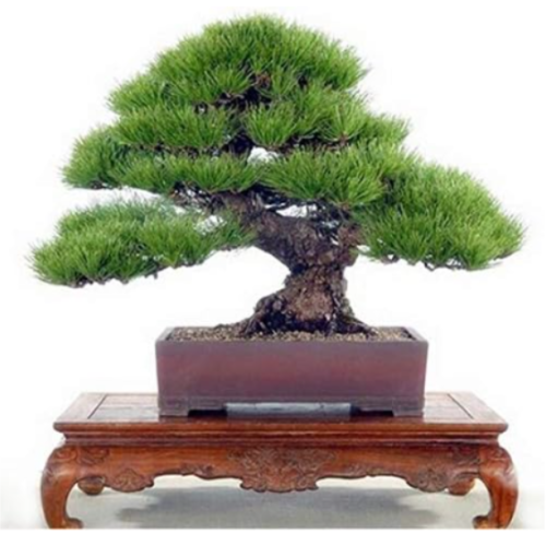 Pine Tree Bonsai Seeds, Potted Bonsai Pinus Landscape Bonsai for Home&Garden