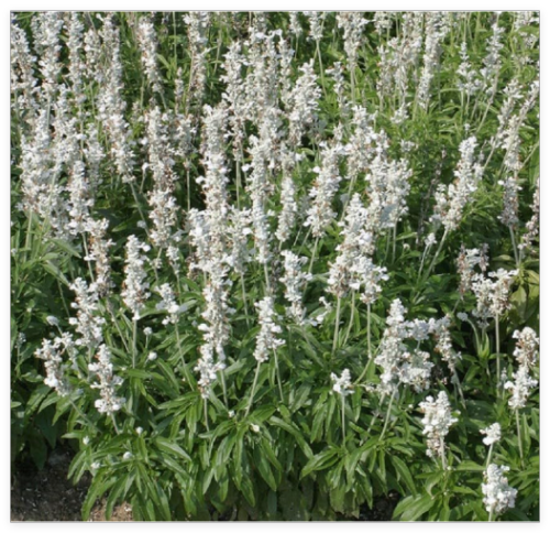 Salvia Seeds Salvia Victoria White Flower Seeds