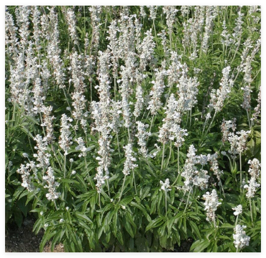 Salvia Seeds Salvia Victoria White Flower Seeds