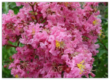 Soft Pink Crepe Myrtle Crape Tree Seeds Lagerstroemia Flower