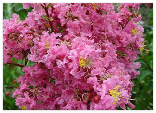 Soft Pink Crepe Myrtle Crape Tree Seeds Lagerstroemia Flower