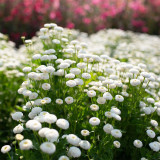 Feverfew 'Snowball' Seeds – Tanacetum parthenium, Compact White Ball-Shaped Flowers for Borders, Pots & Cut Flowers