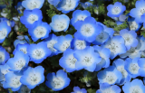 Baby Blue Eyes Seeds (Nemophila Menziesii) | Low Ground Cover Flowers, Blue