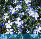 Common Flax Linum Usitatissimum Natural Plant Fiber for Home Textile Raw Materials Plant